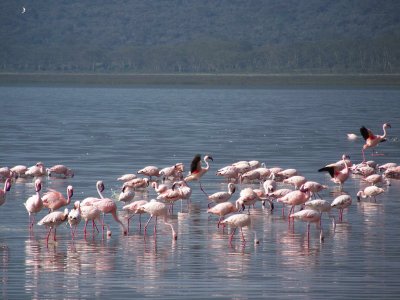 Flamingos-0272