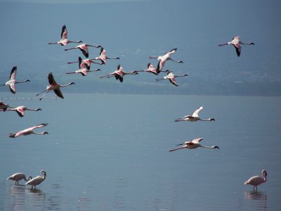 Flamingos-0273