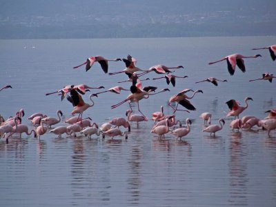 Flamingos-0282