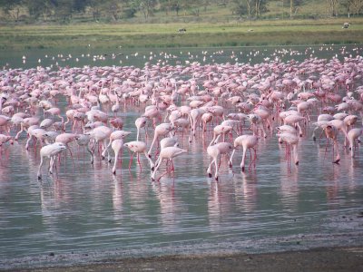 Flamingos-0292