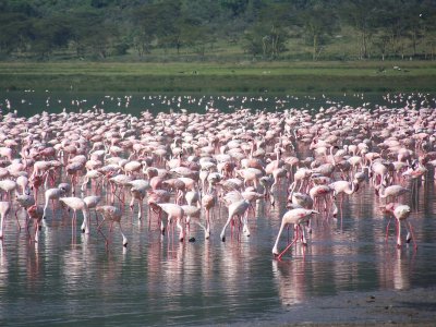 Flamingos-0298