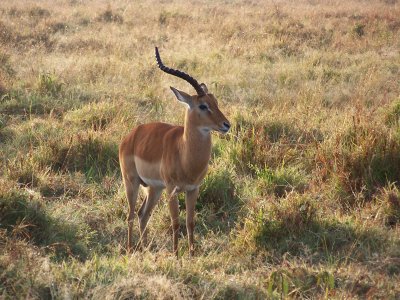 One-horned impala-0438