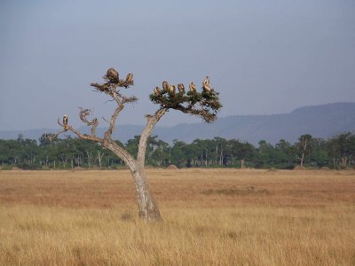 Vultures, eagle at left-0461