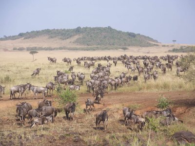 Wildebeest, after crossing-0485