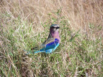 Lilac breasted roller-0491