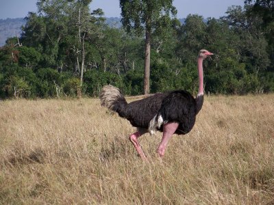 Ostrich (male)-0493