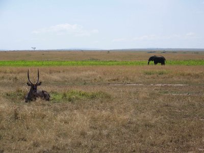 Waterbuck and elephant-0526