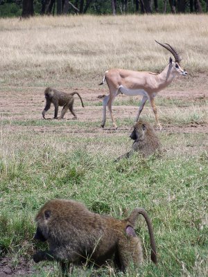 Grant's gazelle and baboon-0550