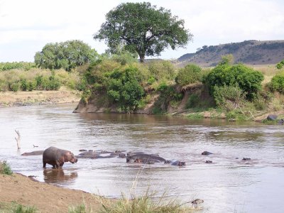 Hippos in the Mara (croc on opposite shore)-0601