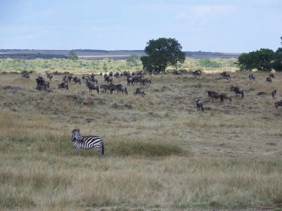 Wildebeest & zebra-0623