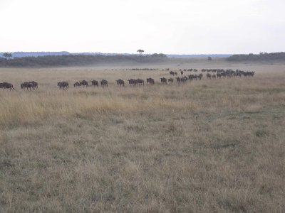 Line of Wildebeest-0637