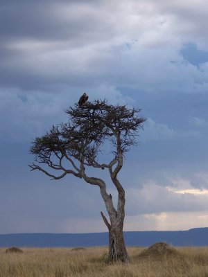 Vulture in tree-0642