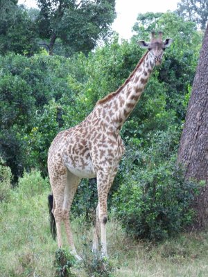 Masai giraffe-0657