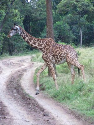Masai giraffe-0659