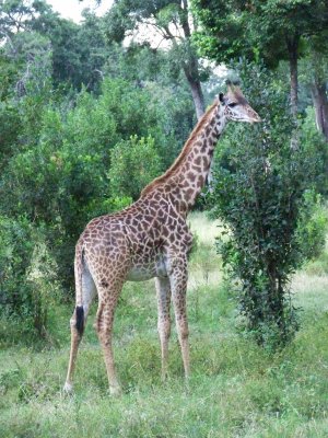 Masai giraffe-0660