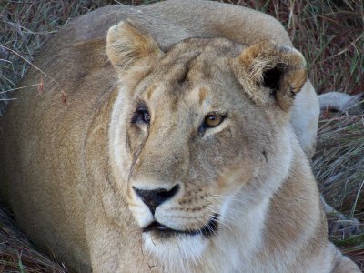 One eyed lioness-0692
