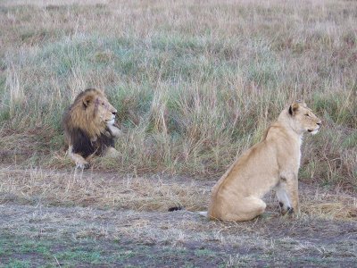 Lion pair, male has forehead gash-0700
