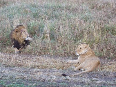 Lion pair, male has forehead gash-0711
