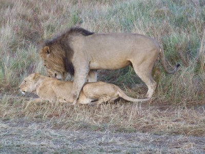 Lions mating-0718