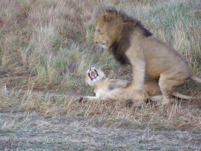 Lions mating-0719