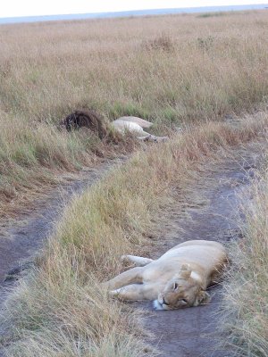 Lions snoozing-0724