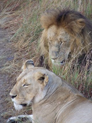 Lion pair-0731