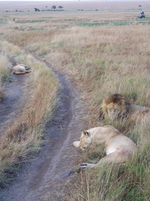 Lions snoozing-0736