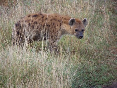 Spotted hyena-0744