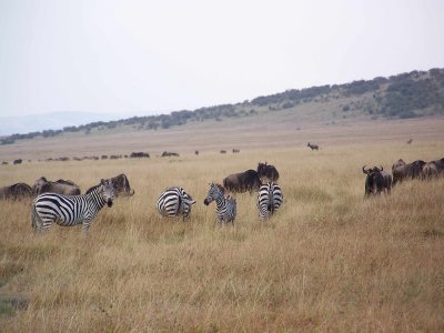 Zebra and Wildebeest-0749