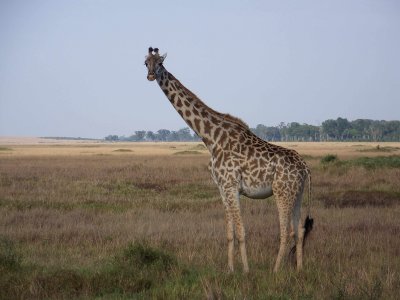 Masai giraffe-0761