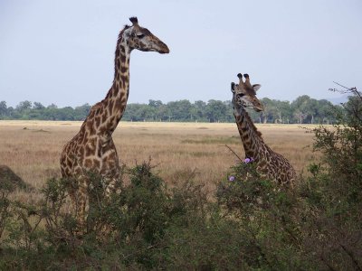 Masai giraffe-0762