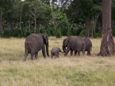 Elephant family-0776