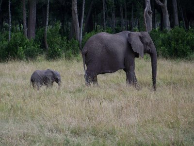 Elephant family-0779