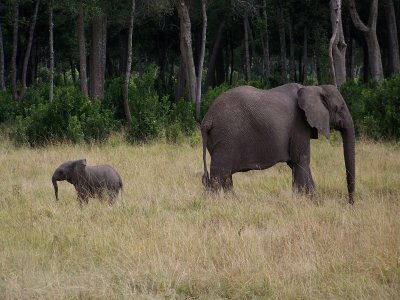 Elephant family-0780
