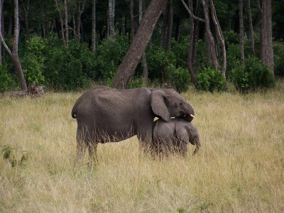 Elephant family-0782