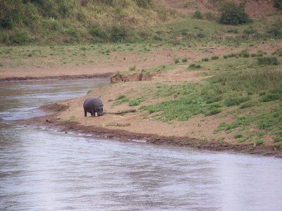 Hippo and croc-0788