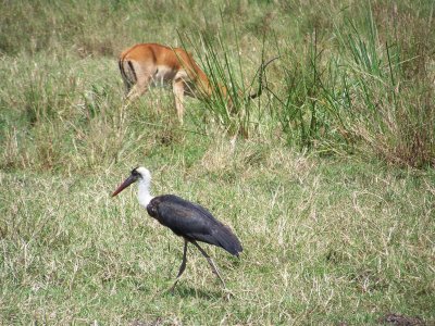 Wooly necked stork and impala-0799