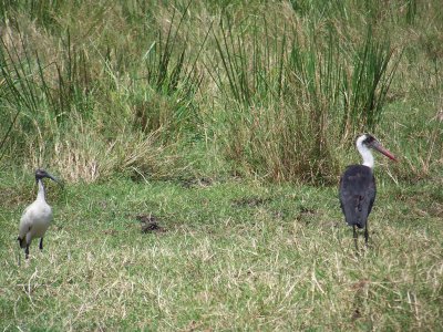 Sacred ibis and wooly necked stork-0801