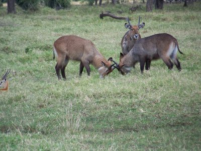 Young waterbuck play fighting-0811