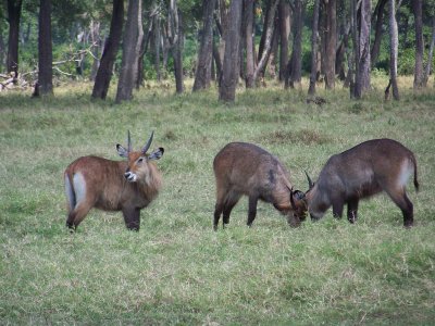 Young waterbuck play fighting-0818