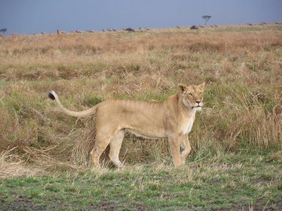 Lioness strutting-0843