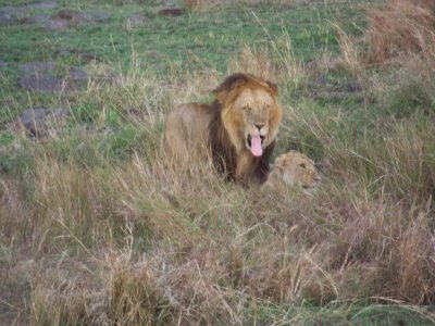 Lions mating-0852