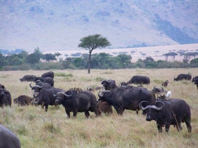 Cape buffalo w egrets and oxpecker birds on back-0881