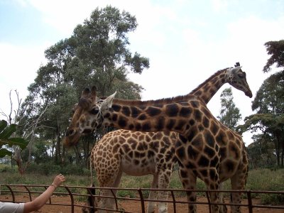 Langata Giraffe Center-2623