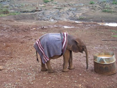 Sheldrick elephant/rhino orphanage-2723