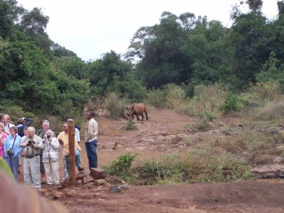 Black rhino at Sheldrick-2737