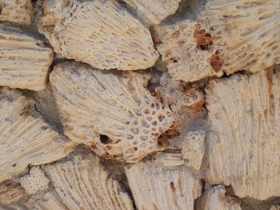 Coral in wall-2850