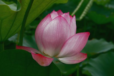natures best