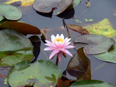 P1020075.jpg