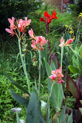 more beautiful offerings